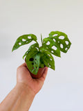 Kitchen Cookware, Monstera Swiss Cheese Starter Plant 3" Pot for Everyday Meals and Home Cooking image 1