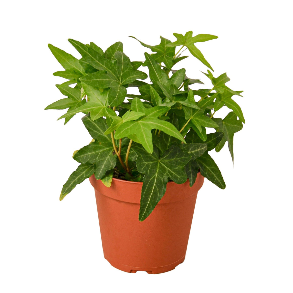 Indoor House Plant, English Ivy Green California for Windowsills, Home Offices and Indoor Decor, 3 Size Options image 1