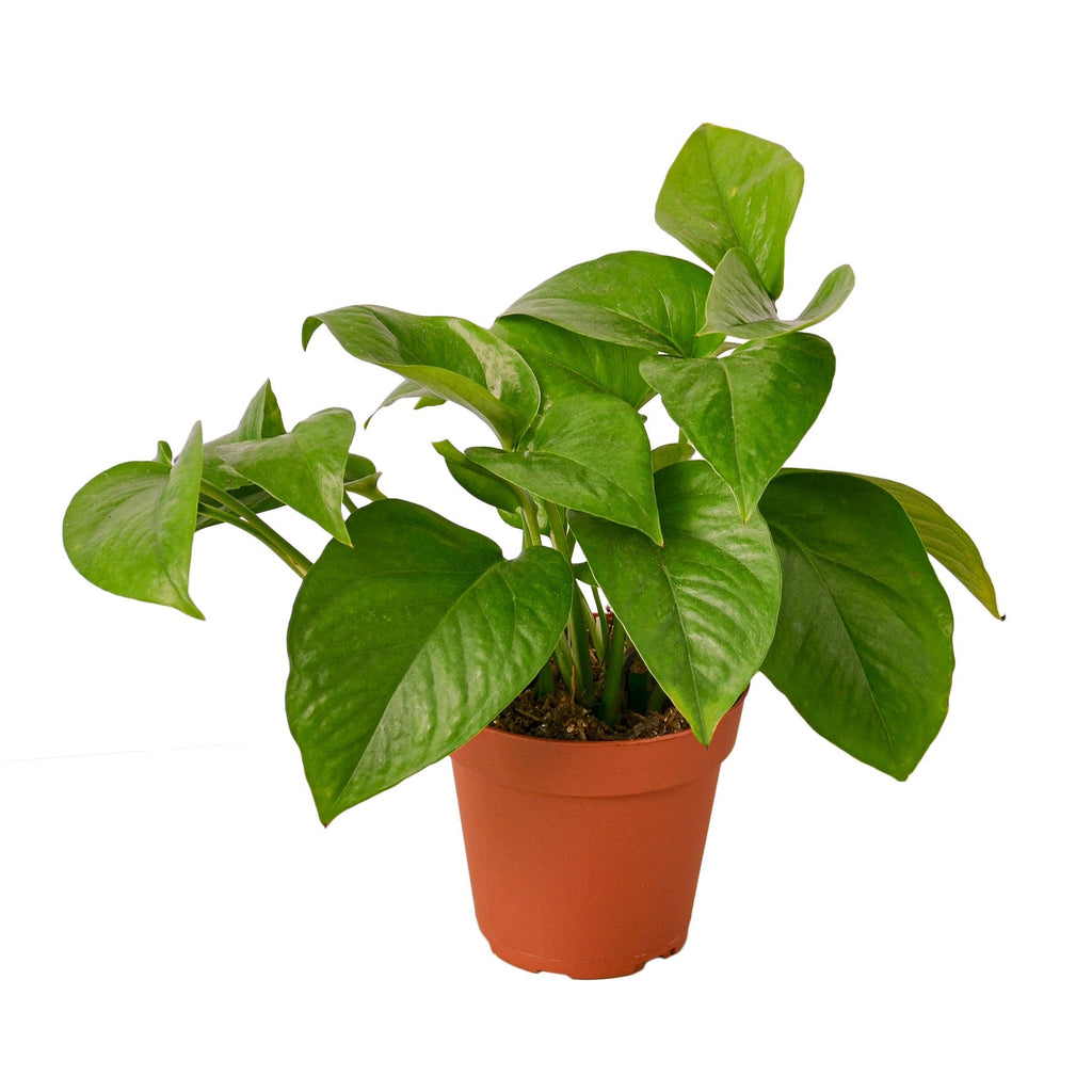 Indoor House Plant, Pothos 'Green Queen' for Shelves, Desks and Living Spaces, 3 Size Options image 1