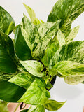Indoor House Plant, Marble Queen Pothos Epipremnum Aureum 'Marble for Shelves, Desks and Living Spaces image 1