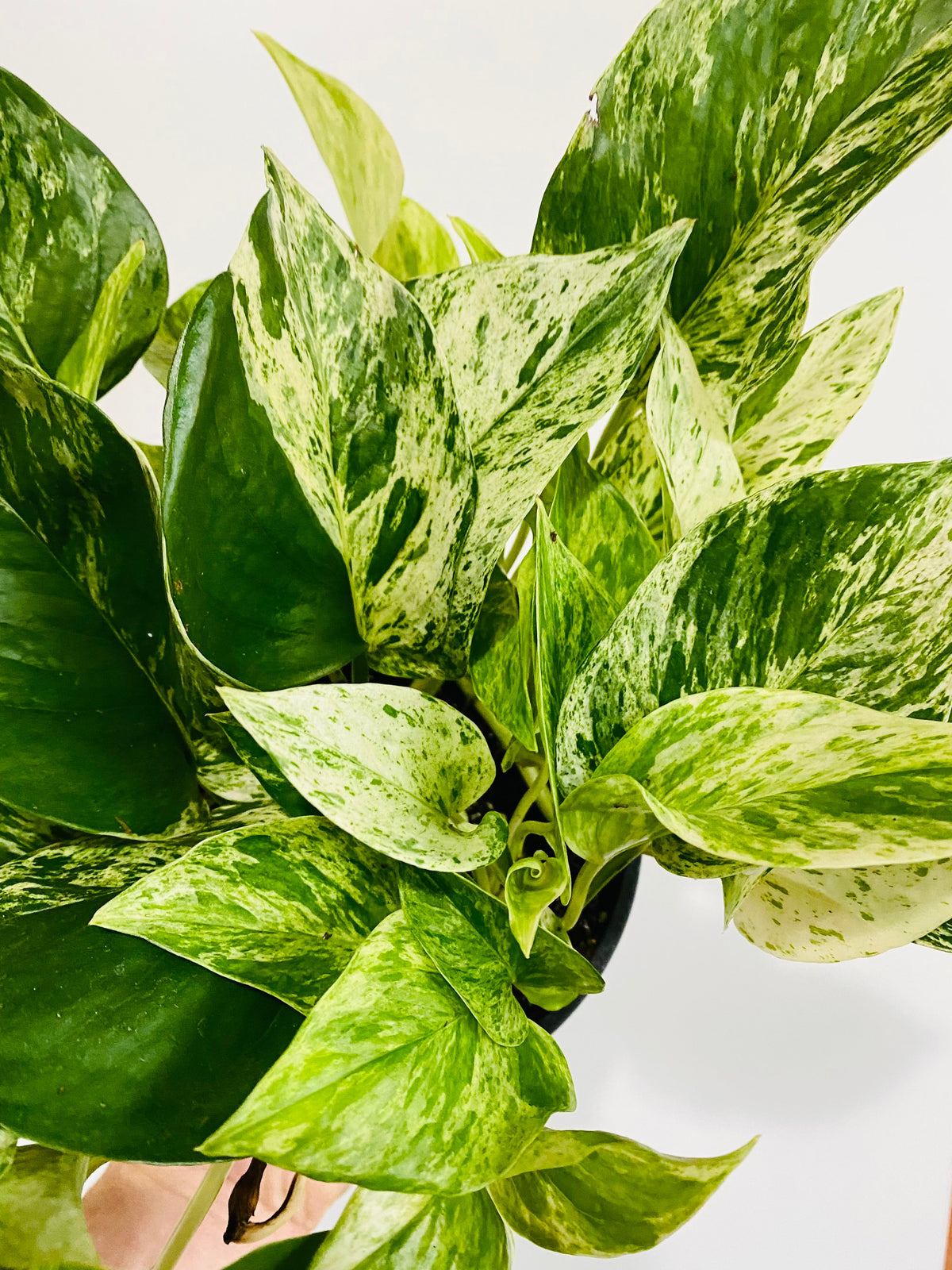 Indoor House Plant, Marble Queen Pothos Epipremnum Aureum 'Marble for Shelves, Desks and Living Spaces image 1