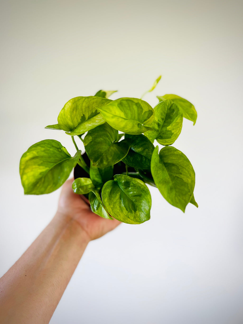 Indoor House Plant, Pothos Lizard Queen Mutant Pothos New for Shelves, Desks and Living Spaces image 1