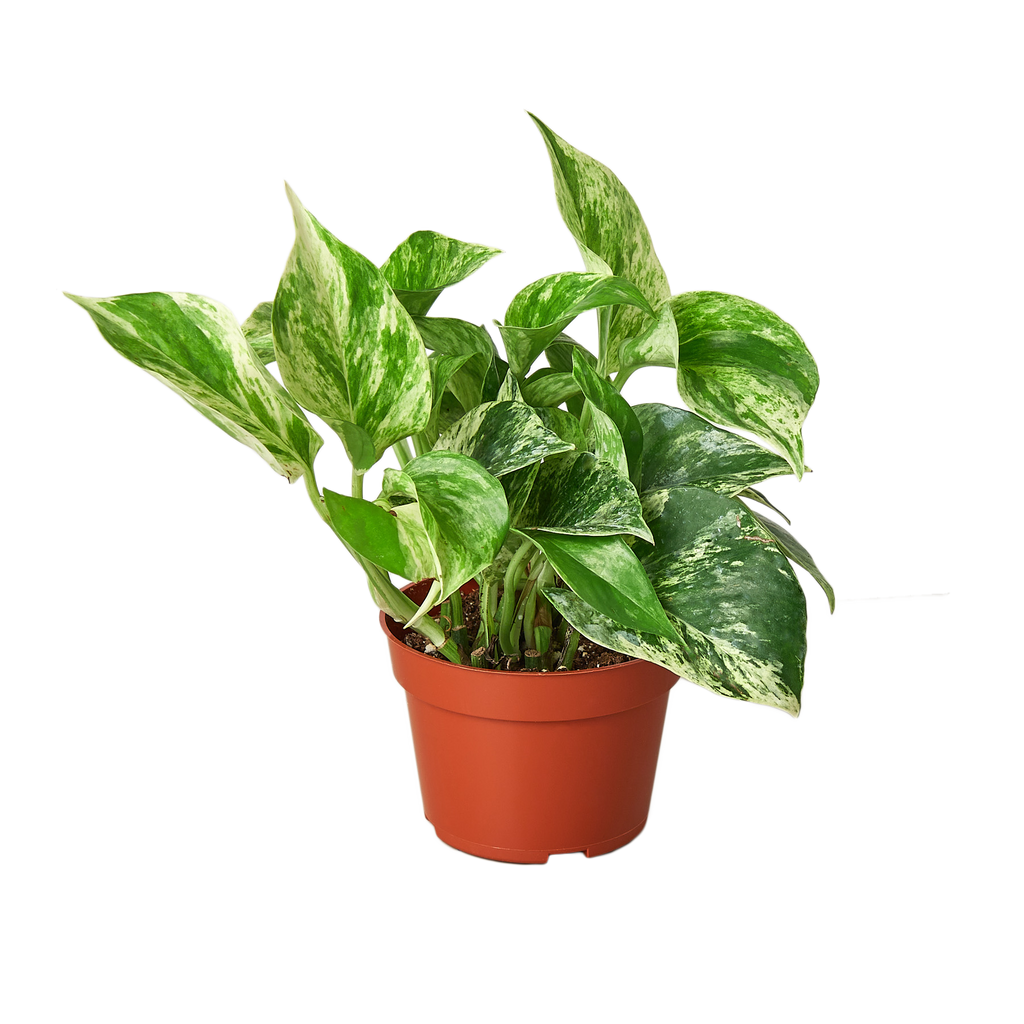 Indoor House Plant, Pothos 'Marble Queen' for Shelves, Desks and Living Spaces, 4 Size Options image 1