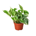 Indoor House Plant, Pothos 'Marble Queen' for Shelves, Desks and Living Spaces, 4 Size Options image 1