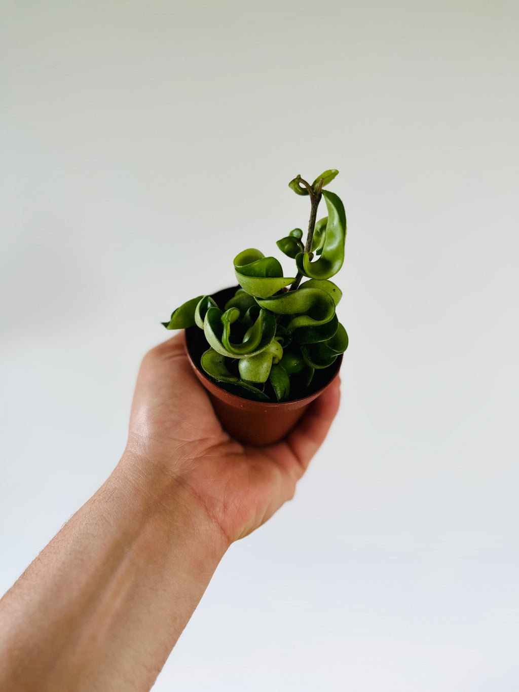 Kitchen Cookware, Hoya Carnosa 'Compacta' 3" Pot for Everyday Meals and Home Cooking, Designed for Stovetop Cooking and Daily Meal Prep image 1