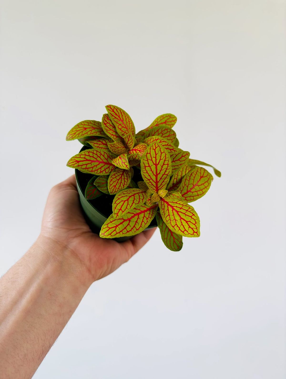 Kitchen Cookware, Fittonia sp. Yellow Skeleton 4" Pot for Everyday Meals and Home Cooking, Designed for Stovetop Cooking and Daily Meal Prep image 1