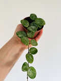Kitchen Cookware, Hoya Mathilde 'Splash' Vining 3" Pot for Stovetop Cooking and Daily Meal Prep image 1