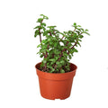 Indoor House Plant, Succulent 'Elephant Bush' for Windowsills, Home Offices and Indoor Decor, 3 Size Options image 1