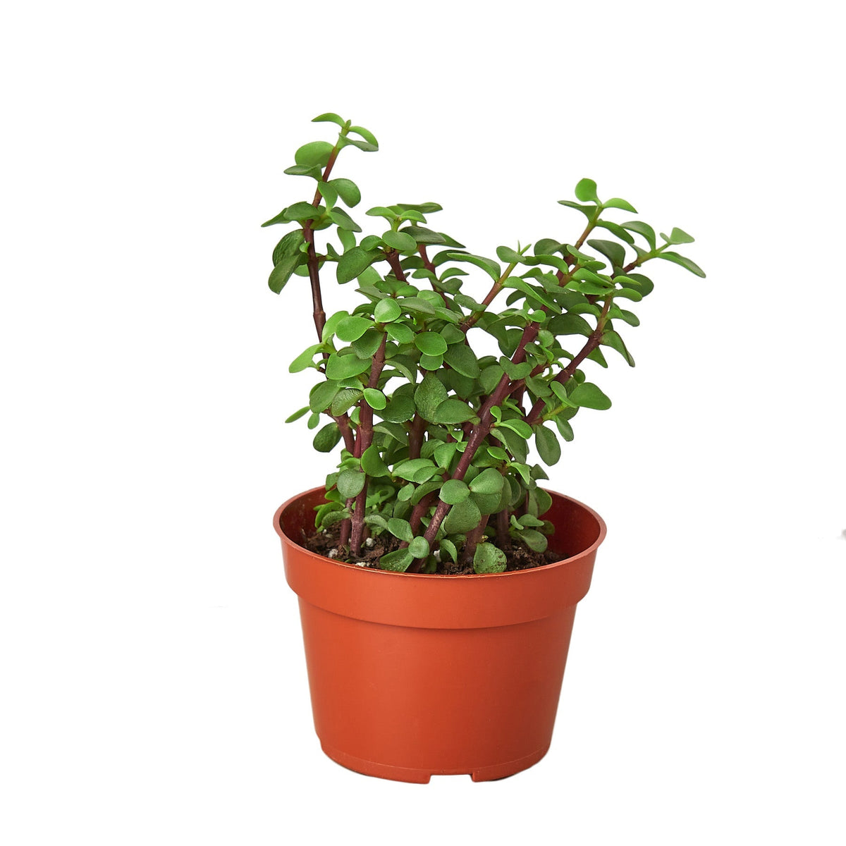 Indoor House Plant, Succulent 'Elephant Bush' for Windowsills, Home Offices and Indoor Decor, 3 Size Options image 1