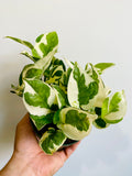 Indoor House Plant, Pothos N'Joy Epipremnum Aureum 'N'Joy' 4" Pot for Windowsills, Home Offices and Indoor Decor image 1