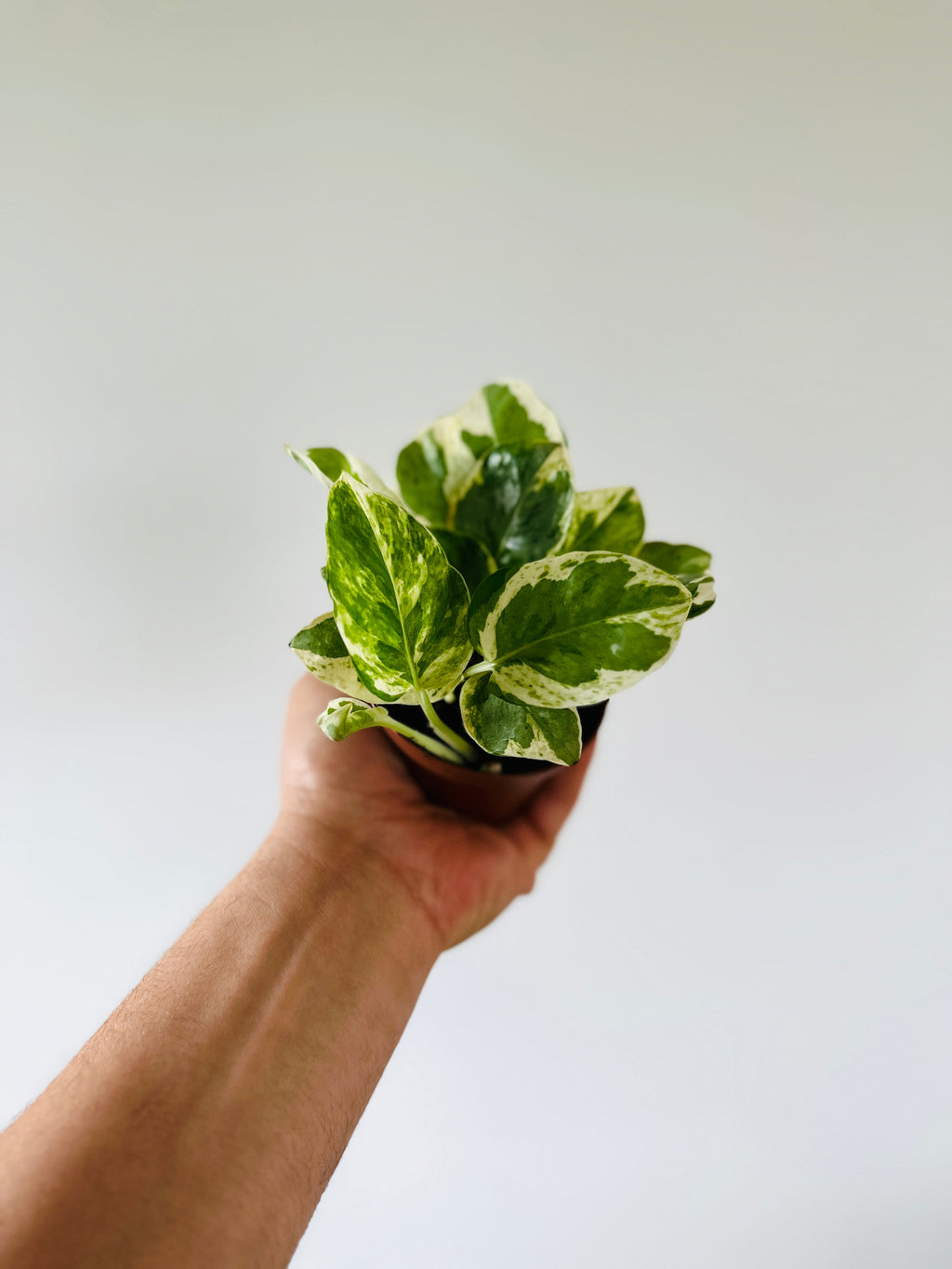 Indoor House Plant, Pothos Pearls & Jade Epipremnum Aureum 'Pearls for Shelves, Desks and Living Spaces image 1