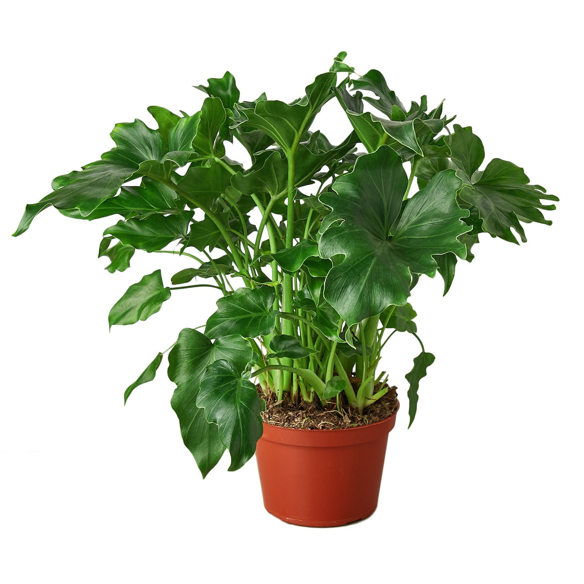 Indoor House Plant, Philodendron ‘Little Hope' for Shelves, Desks and Living Spaces, 2 Size Options image 1