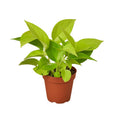 Indoor House Plant, Pothos 'Neon' for Shelves, Desks and Living Spaces, 4 Size Options, Designed for Everyday Home Use image 1