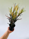 Kitchen Cookware, Croton Piccaso's Paintbrush 4" Pot for Stovetop Cooking and Daily Meal Prep image 1