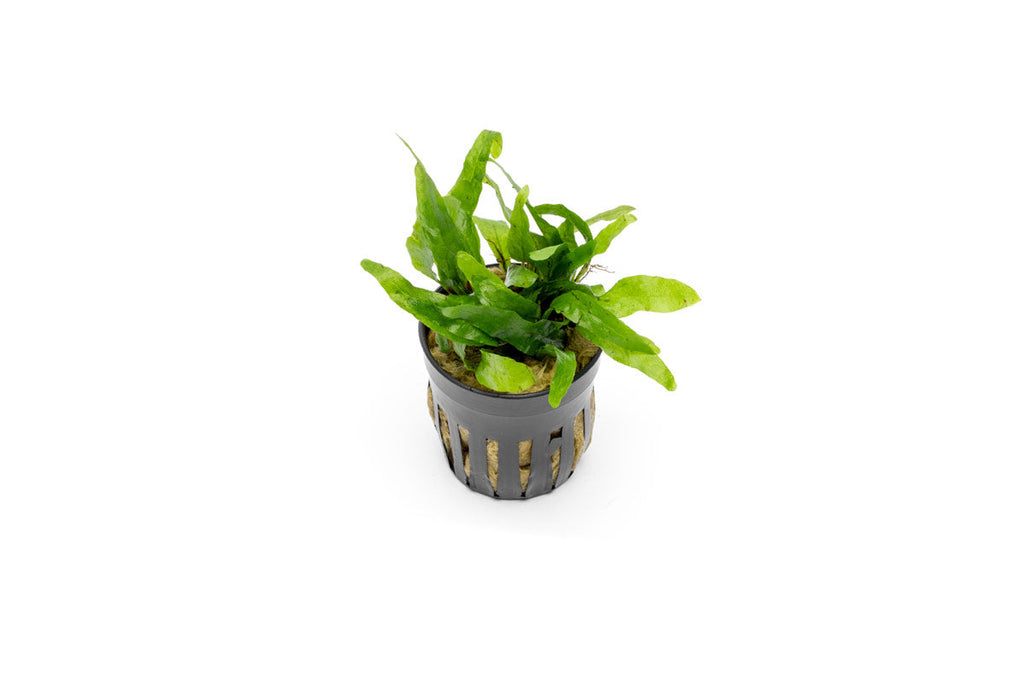 Live Aquarium Plant, Java Fern Narrow Mini, Nano Tank Format for Freshwater Tanks, Shrimp Habitats and Aquascaping, 3 Size Options image 1