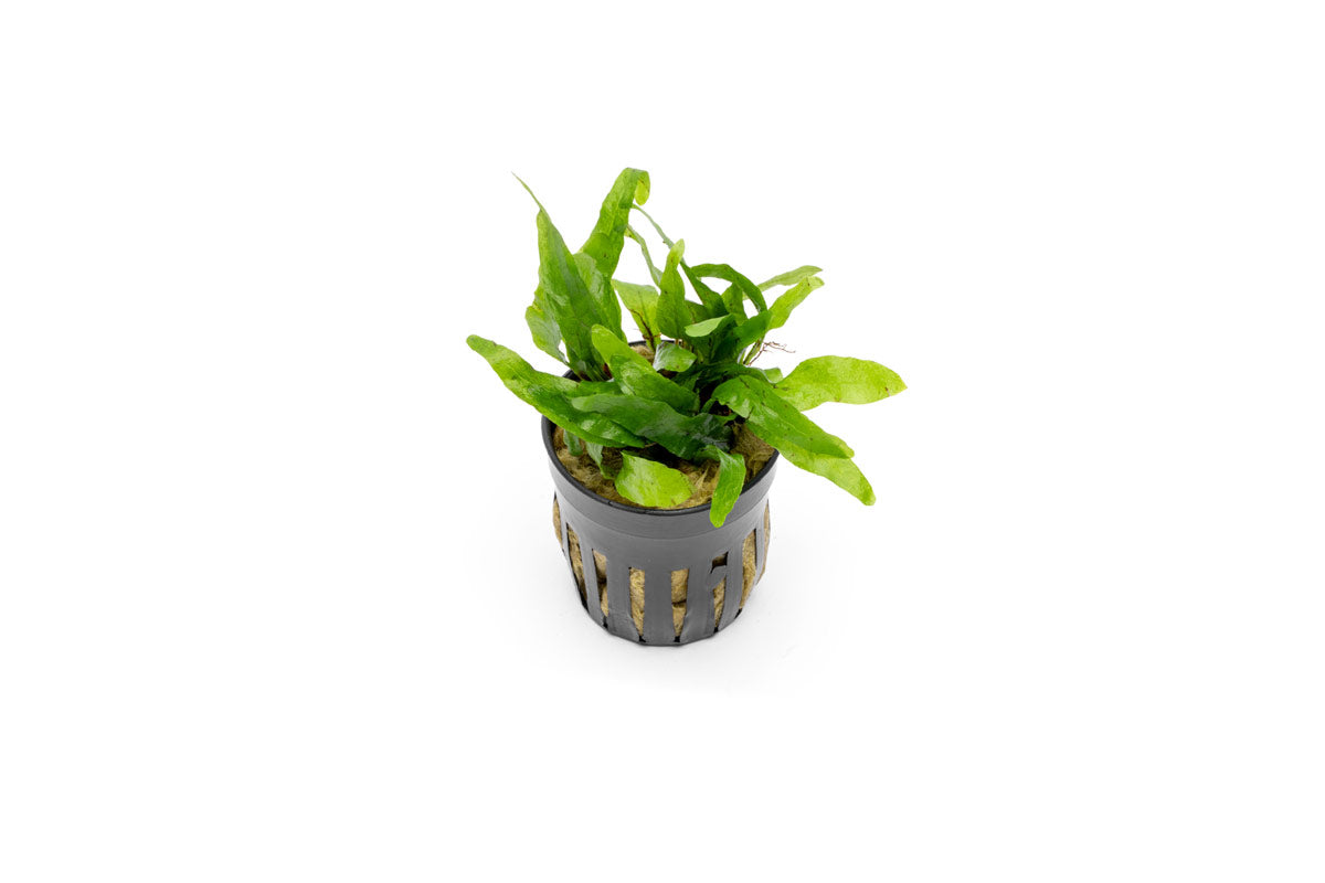 Live Aquarium Plant, Java Fern Narrow Mini, Nano Tank Format for Freshwater Tanks, Shrimp Habitats and Aquascaping, 3 Size Options image 1