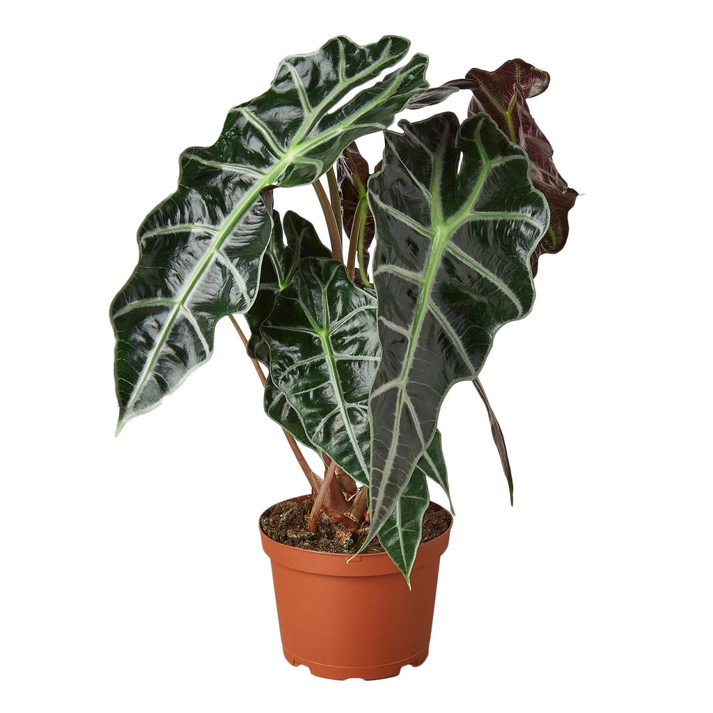 Indoor House Plant, Alocasia Polly 'African Mask' for Shelves, Desks and Living Spaces, 3 Size Options image 1