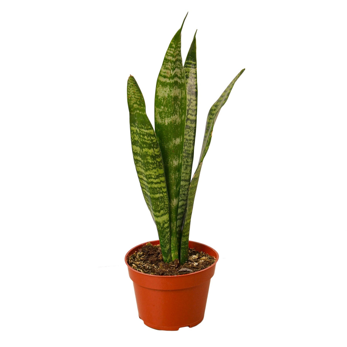 Indoor House Plant, Snake 'Zeylanica' for Windowsills, Home Offices and Indoor Decor, 5 Size Options image 1