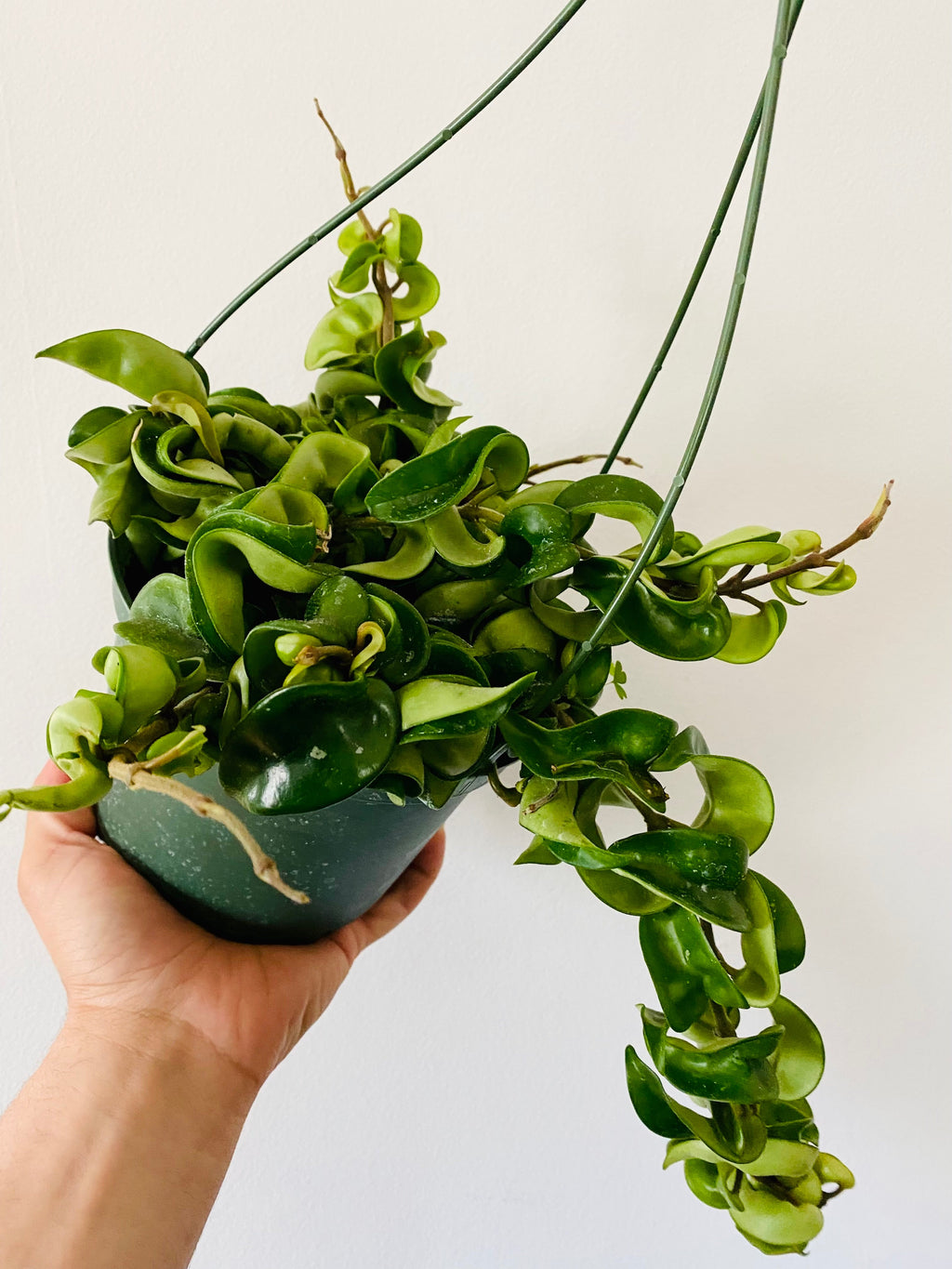 Kitchen Cookware, Hoya Carnosa 'Compacta' Hanging Basket 6" Pot for Everyday Meals and Home Cooking image 1