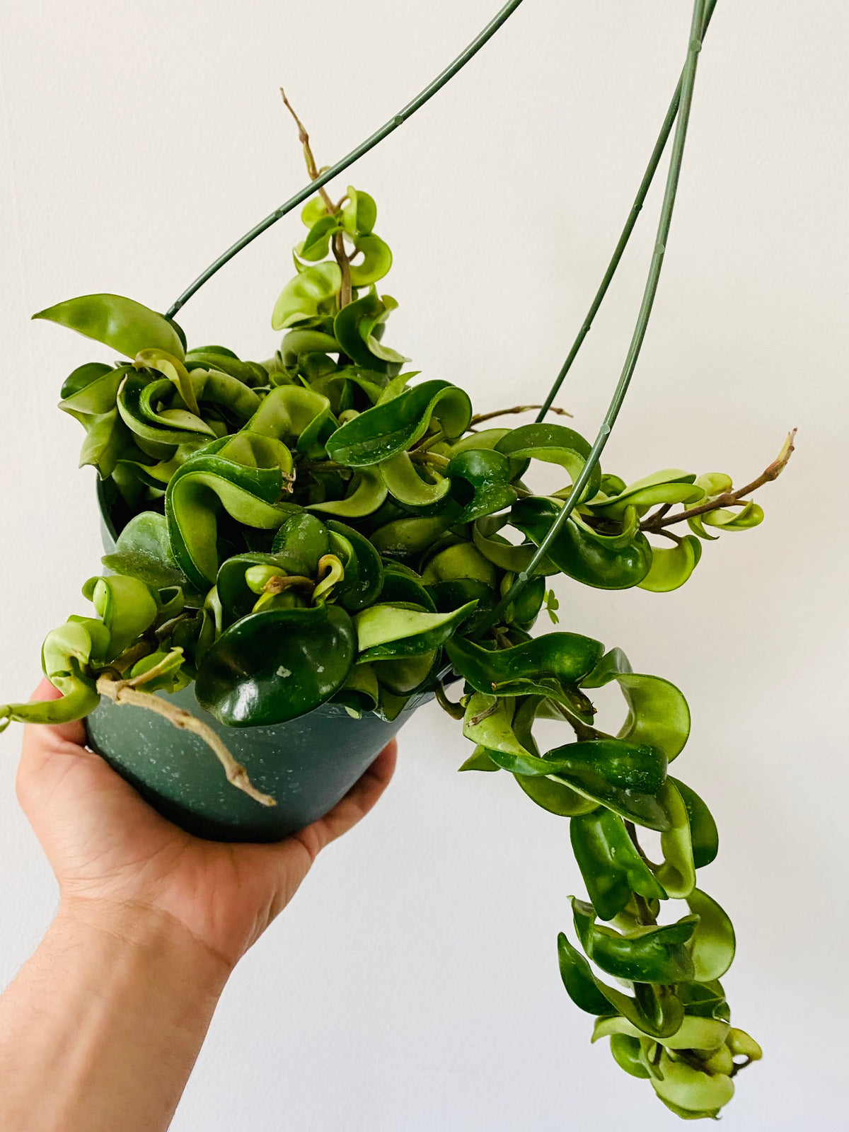 Kitchen Cookware, Hoya Carnosa 'Compacta' Hanging Basket 6" Pot for Everyday Meals and Home Cooking image 1