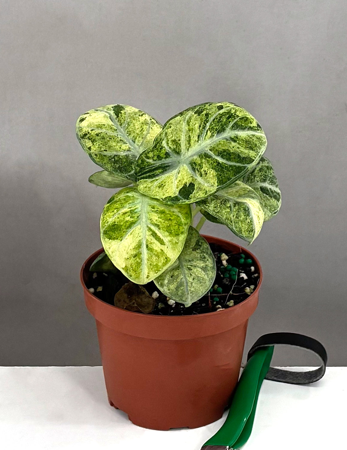 Indoor House Plant, Alocasia Ninja Tricolor for Shelves, Desks and Living Spaces, Designed for Windowsills, Home Offices and Indoor Decor image 1
