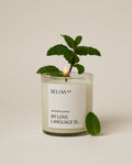 Decorative Candle, My Love Language Is... for Living Rooms, Bedrooms and Relaxing Evenings image 1