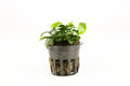 Live Aquarium Plant, Anubias Nana Petite, Nano Tank Format for Freshwater Tanks, Shrimp Habitats and Aquascaping, 3 Size Options image 1