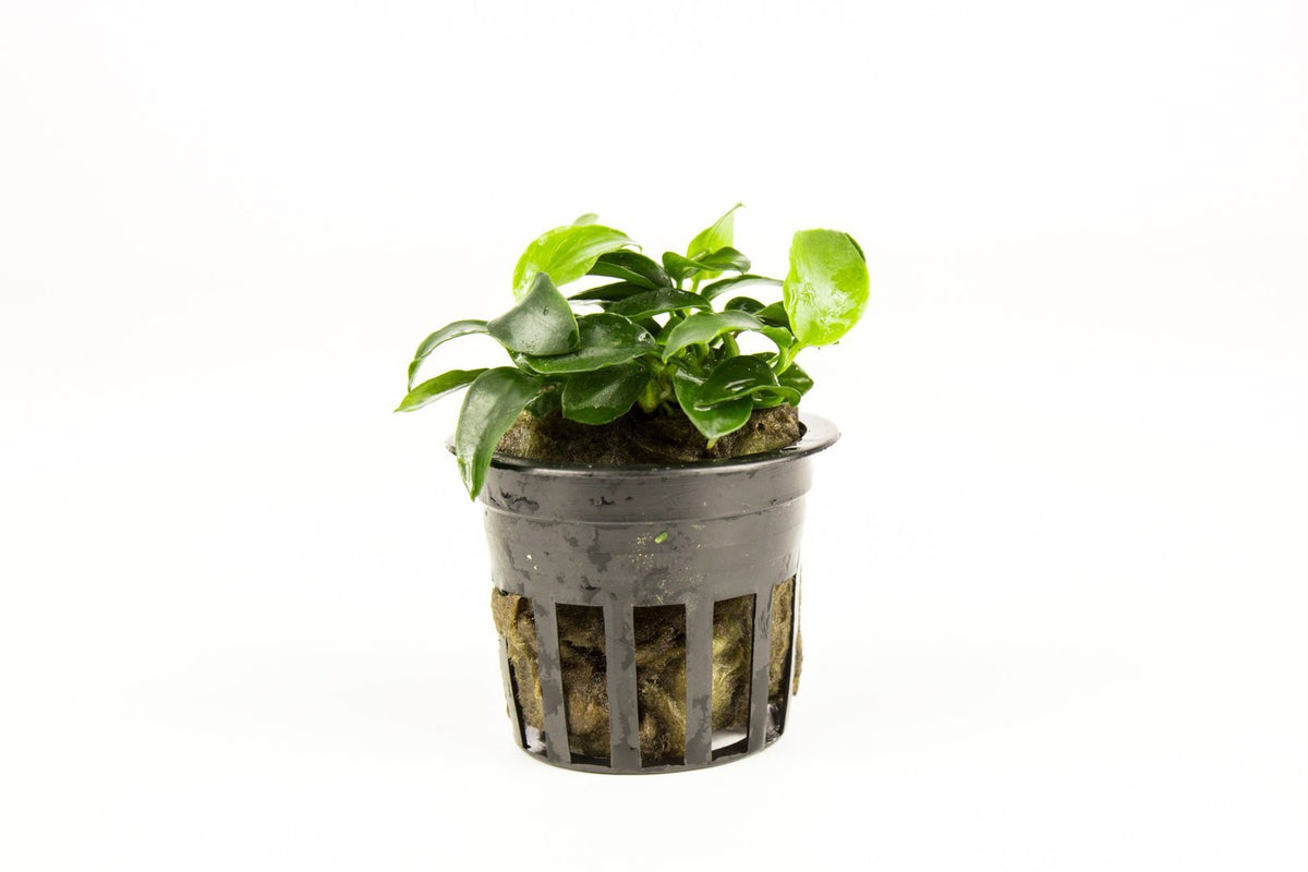 Live Aquarium Plant, Anubias Nana Petite, Nano Tank Format for Freshwater Tanks, Shrimp Habitats and Aquascaping, 3 Size Options image 1