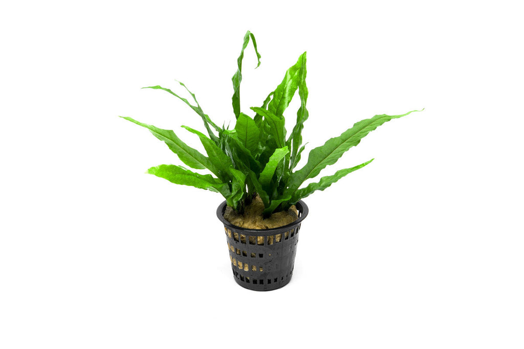 Live Aquarium Plant, Java Fern Mother Pot for Freshwater Tanks, Shrimp Habitats and Aquascaping image 1