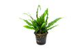 Live Aquarium Plant, Java Fern Mother Pot for Freshwater Tanks, Shrimp Habitats and Aquascaping image 1