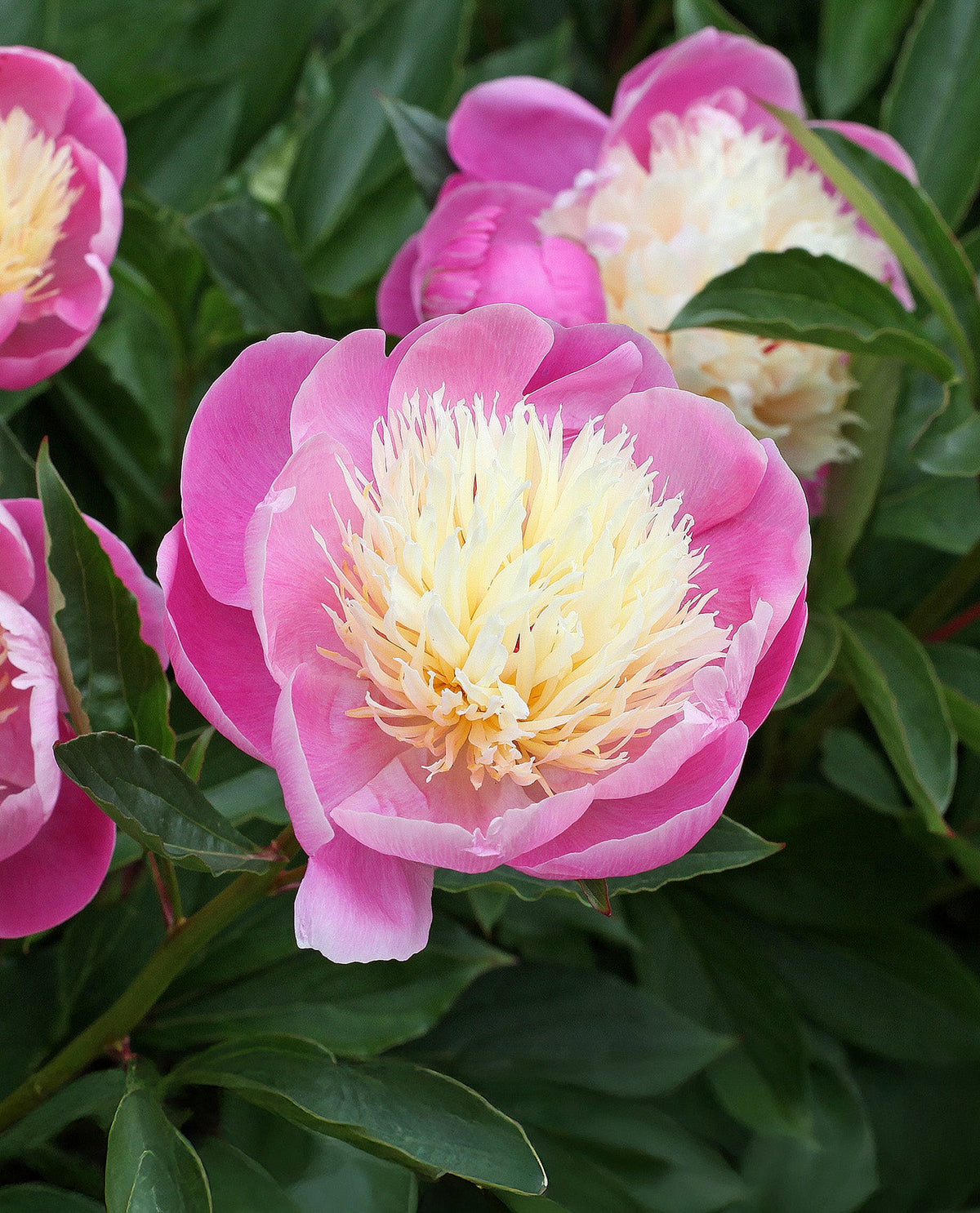 Dinnerware, Bowl of Beauty Peony 1 root division for Family Dining, Serving and Entertaining image 1