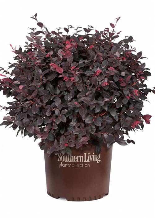 Indoor House Plant, Red Diamond Loropetalum for Windowsills, Home Offices and Indoor Decor, 3 Size Options image 1