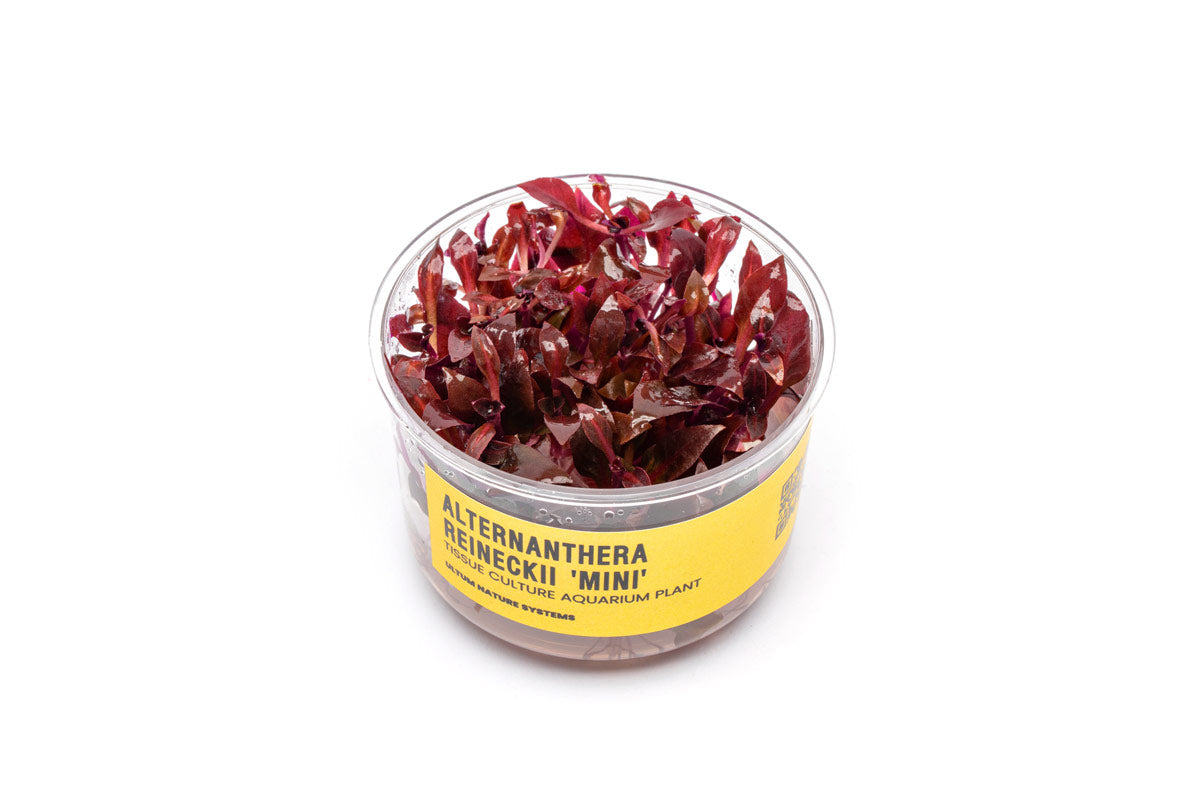 Live Aquarium Plant, Alternanthera Reineckii 'Mini' UNS Tissue, Nano Tank Format for Freshwater Tanks, Shrimp Habitats and Aquascaping image 1