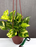 Indoor House Plant, Pothos Churchill Gold for Shelves, Desks and Living Spaces, 2 Size Options image 1