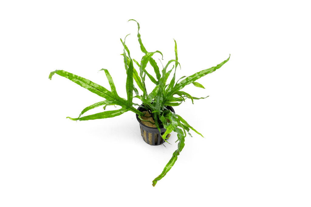 Live Aquarium Plant, Java Fern Trident for Freshwater Tanks, Shrimp Habitats and Aquascaping, 3 Size Options image 1