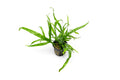 Live Aquarium Plant, Java Fern Trident for Freshwater Tanks, Shrimp Habitats and Aquascaping, 3 Size Options image 1