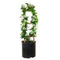 Indoor House Plant, Star Jasmine Vine for Shelves, Desks and Living Spaces, 2 Size Options image 1