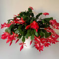 Indoor House Plant, Red Thanksgiving Cactus for Shelves, Desks and Living Spaces, Designed for Windowsills, Home Offices and Indoor Decor image 1