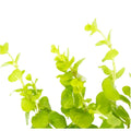 Live Aquarium Plant, Lloydiella (Lysimachia nummularia) Creeping for Planted Aquariums and Natural Fish Tank Decor, 3 Size Options image 1