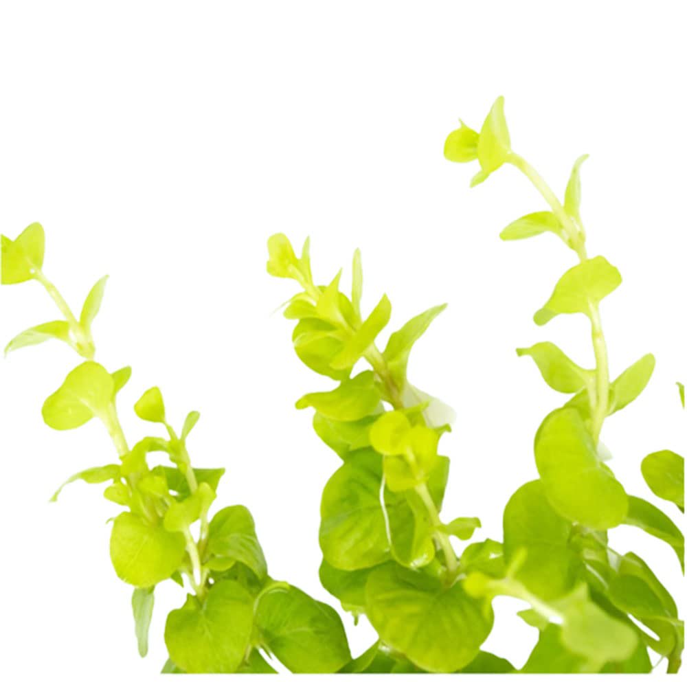 Live Aquarium Plant, Lloydiella (Lysimachia nummularia) Creeping for Planted Aquariums and Natural Fish Tank Decor, 3 Size Options image 1