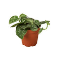 Indoor House Plant, Pothos 'Satin' for Windowsills, Home Offices and Indoor Decor, 3 Size Options image 1