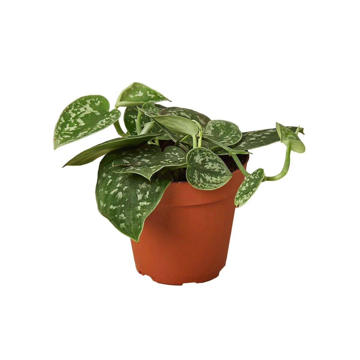 Indoor House Plant, Pothos 'Satin' for Windowsills, Home Offices and Indoor Decor, 3 Size Options image 1