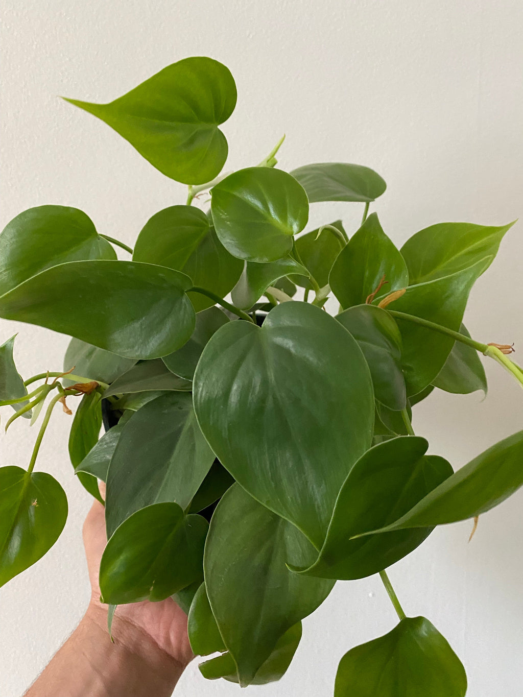 Indoor House Plant, Philodendron Hederaceum 'Heartleaf' 6" Pot for Shelves, Desks and Living Spaces image 1
