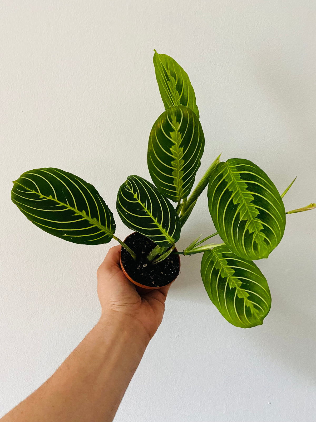 Kitchen Cookware, Maranta Leuconeura 'Lemon' Lemon Lime Prayer for Stovetop Cooking and Daily Meal Prep image 1