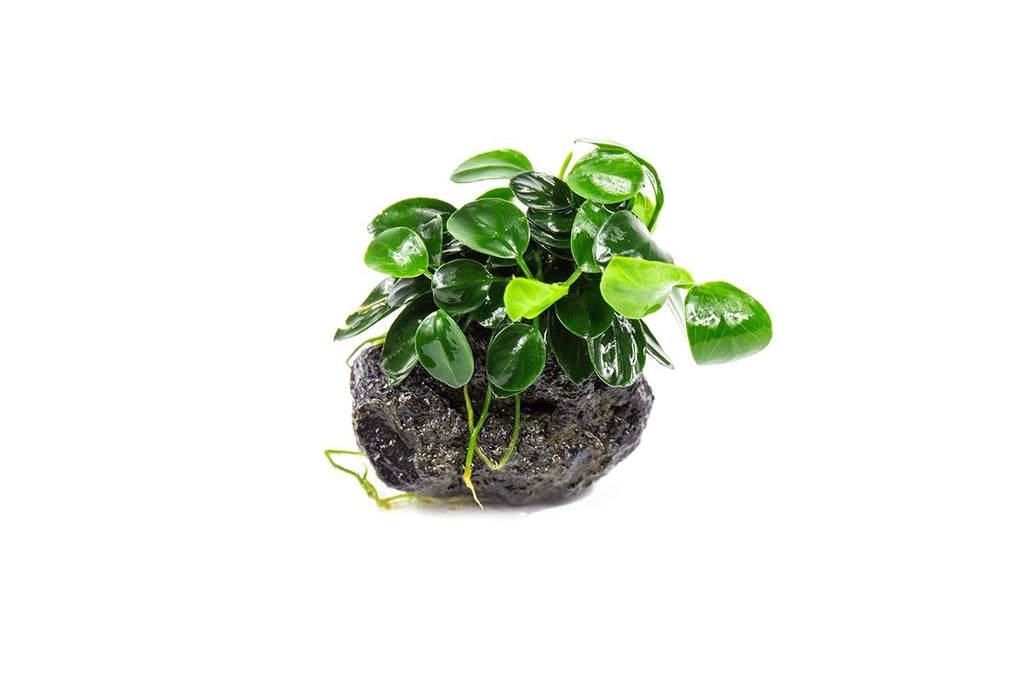 Live Aquarium Plant, Anubias Nana Petite on Lava Stone, Nano Tank Format for Freshwater Tanks, Shrimp Habitats and Aquascaping image 1