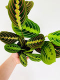 Kitchen Cookware, Maranta Leuconeura Cherry Lime Prayer Plant 4" for Everyday Meals and Home Cooking image 1