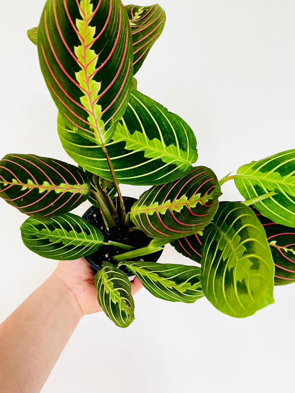 Kitchen Cookware, Maranta Leuconeura Cherry Lime Prayer Plant 4" for Everyday Meals and Home Cooking image 1