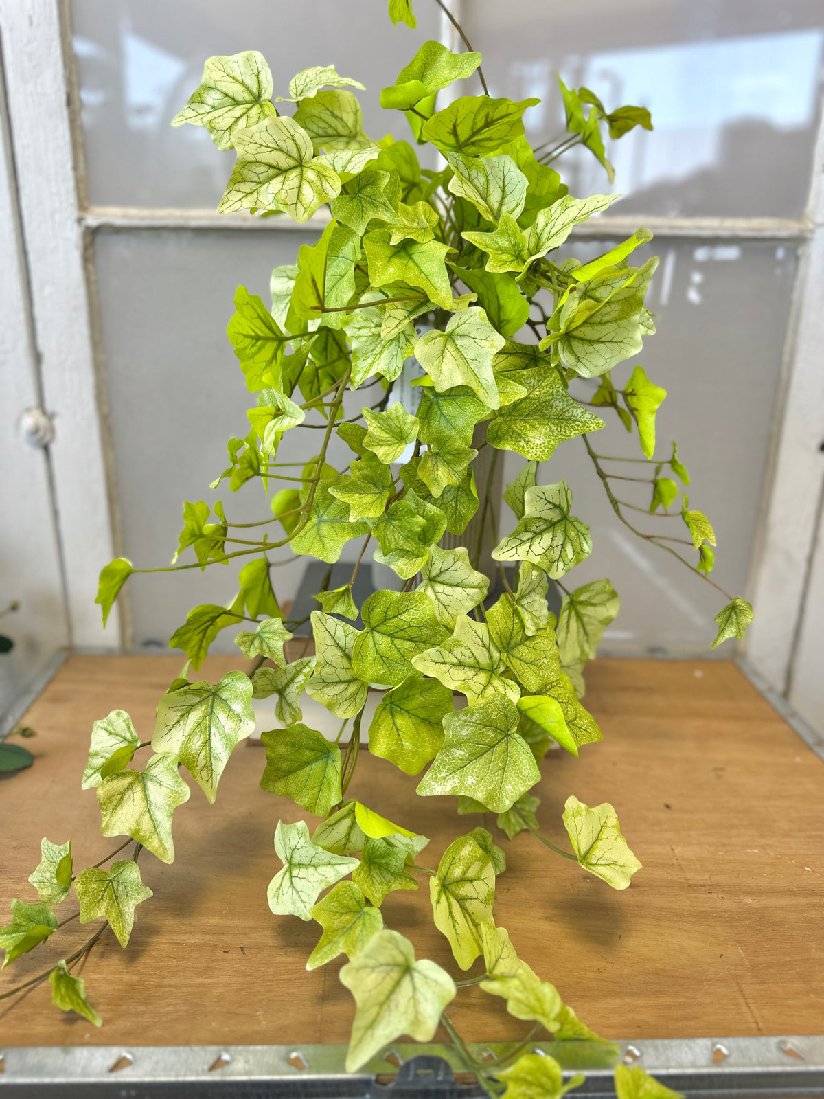 Indoor House Plant, Lime Hanging Garden Ivy Bush for Windowsills, Home Offices and Indoor Decor image 1