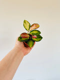 Kitchen Cookware, Hoya Australis ‘Lisa’ 2” Pot for Everyday Meals and Home Cooking, Designed for Stovetop Cooking and Daily Meal Prep image 1