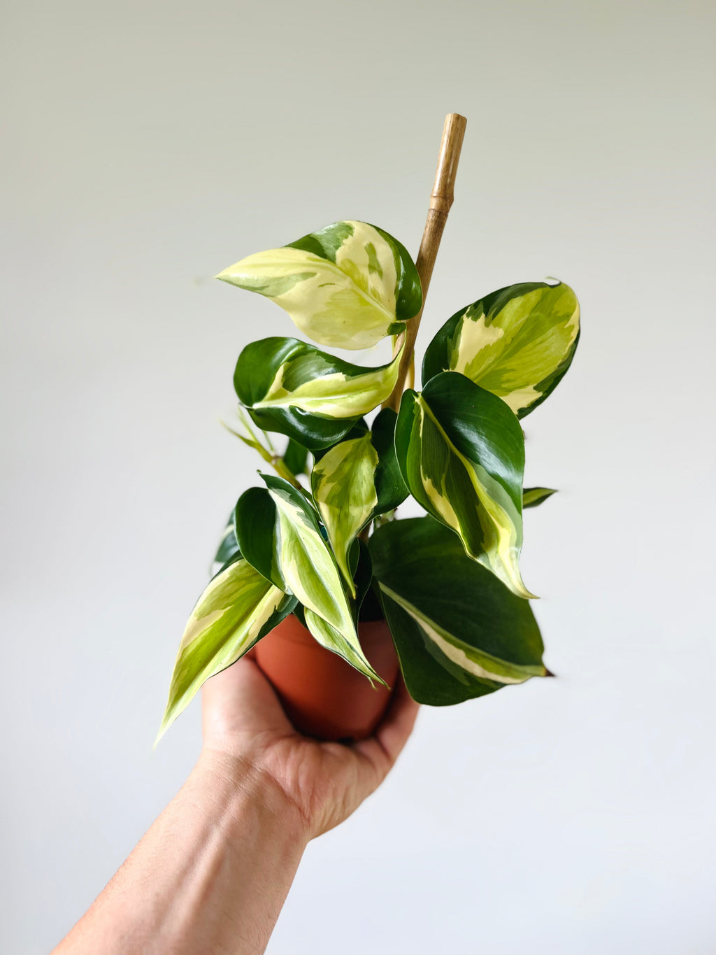 Indoor House Plant, Philodendron Cream Splash Grown From Mother for Shelves, Desks and Living Spaces image 1